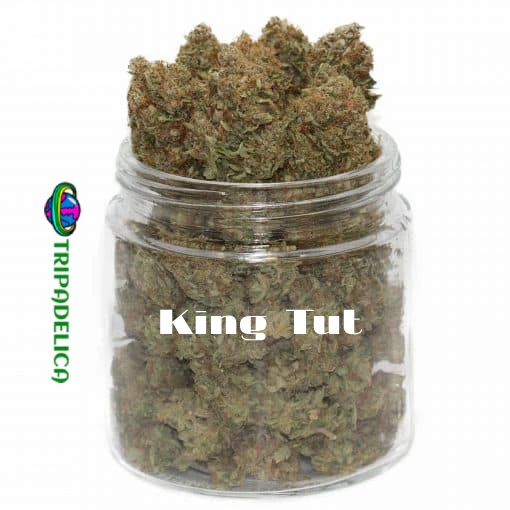 Ceppo di King Tut